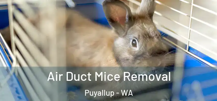  Air Duct Mice Removal Puyallup - WA